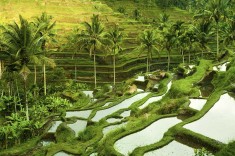 Rice-Terraces-Ubud-Bali-Indonesia.jpg